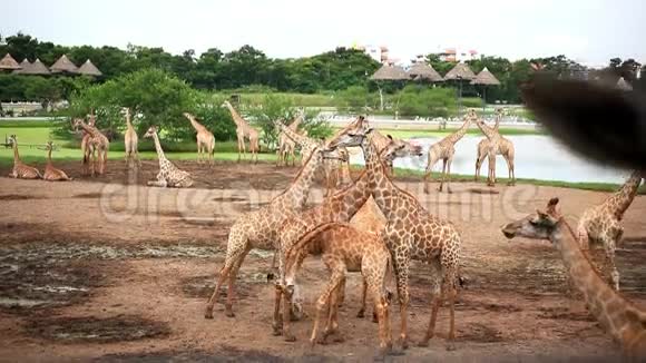 动物园里的长颈鹿曼谷视频的预览图