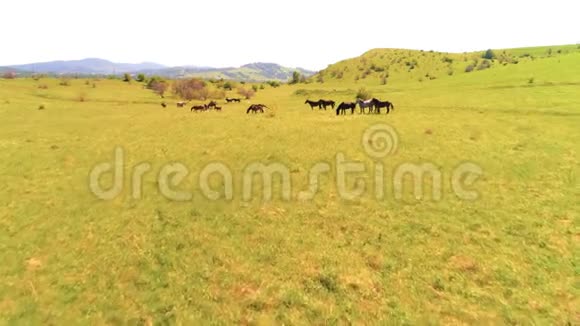 飞越山地草地上的野马群夏山野性自由生态概念视频的预览图