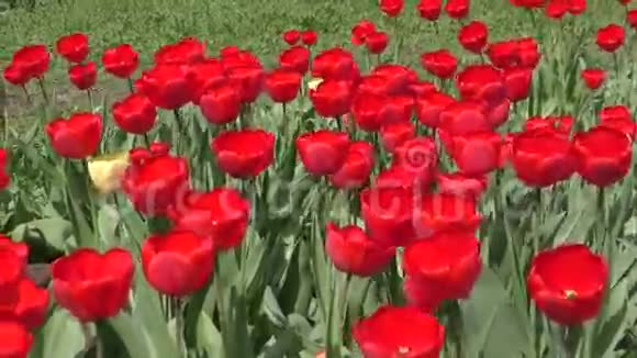 红色郁金香在风中摆动视频的预览图