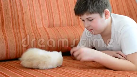 小男孩在沙发上和小猫玩耍视频的预览图
