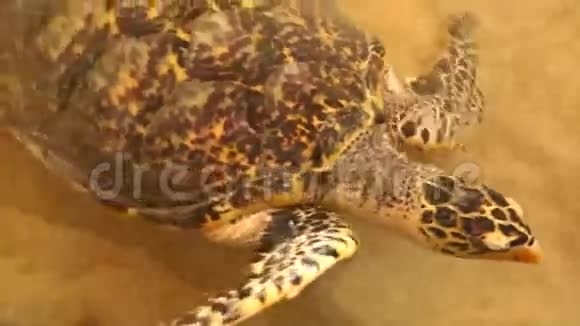 在科斯戈达湖海龟孵化场游泳的小海龟视频的预览图