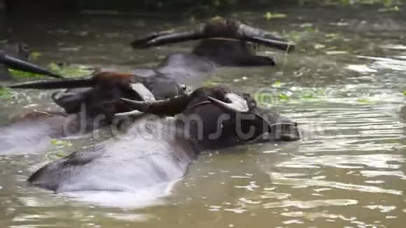 水牛在池塘里玩耍和游泳视频的预览图