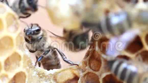 蜂巢里的蜜蜂视频的预览图