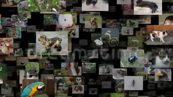 动物的图片流移动正确无缝循环视频的预览图