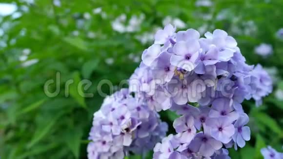 紫绣球花在花园里视频的预览图
