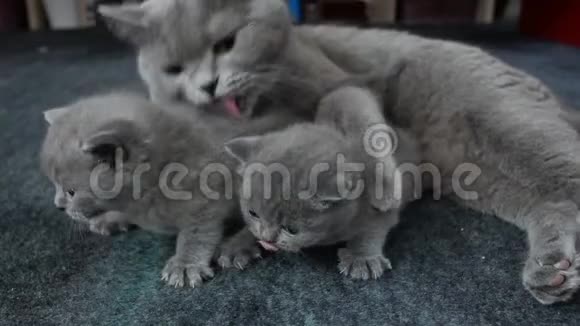 猫妈妈给她的小猫洗澡视频的预览图