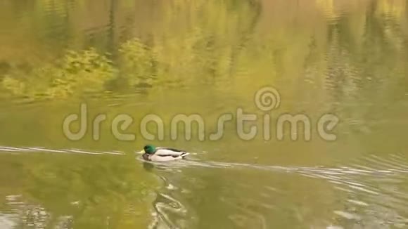 马拉德野鸭公园里的阿纳斯鸭子视频的预览图