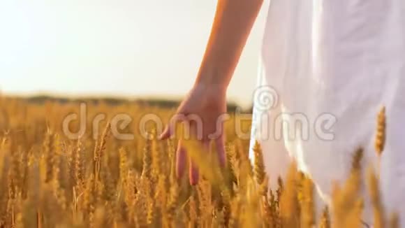 穿着白色衣服的女人走在麦田里视频的预览图