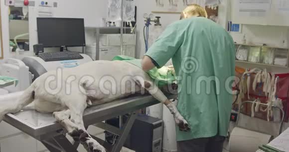 兽医外科兽医在宠物诊所经营一只白狗视频的预览图
