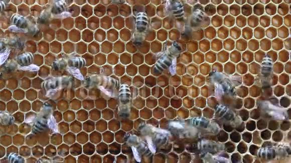 蜂巢里的蜜蜂视频的预览图