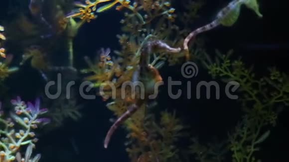 珊瑚和奇异的海鱼视频的预览图