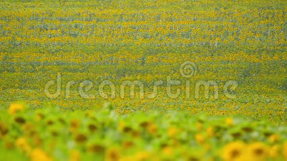 向日葵地鲜艳的黄色花朵美丽的夏季景观视频的预览图