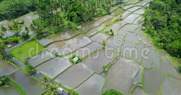 美丽的水稻梯田景观印度尼西亚巴厘岛4k视频视频的预览图