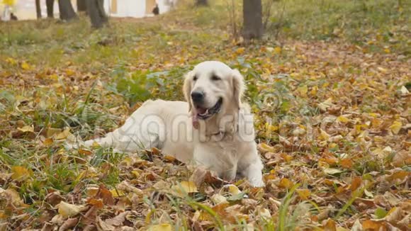 狗种黄金猎犬视频的预览图