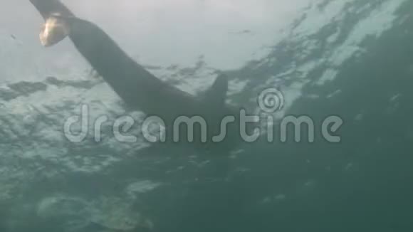 鲸鲨海在马尔代夫清澈碧水的背景下视频的预览图