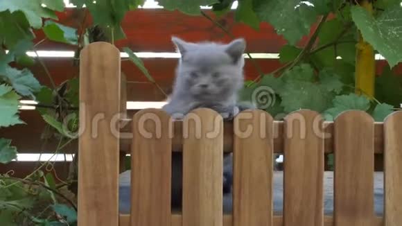 小猫在户外的木制背景上攀爬视频的预览图