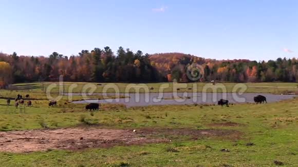 美国野牛在秋天的田野里视频的预览图