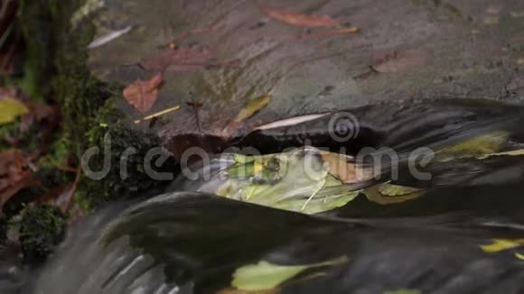 叶子在水里流动的水小溪溪视频的预览图