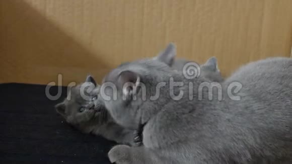 母猫喂猫舔猫视频的预览图
