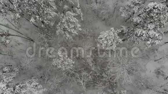 冬林空中勘测视频的预览图