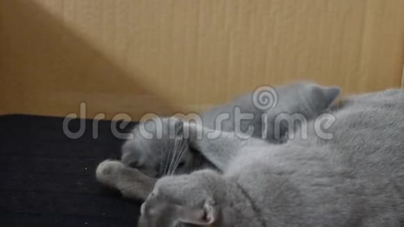 母猫喂猫舔猫视频的预览图