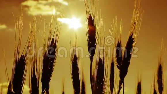 黎明或日落时的小麦视频的预览图
