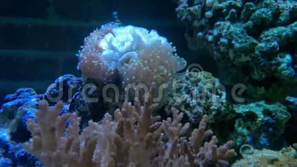 水箱里有漂亮的珊瑚视频的预览图