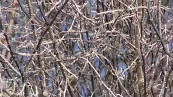 森林树上美丽的冬霜雾视频的预览图
