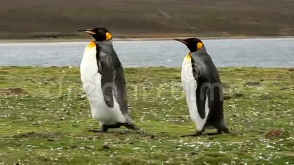 福克兰群岛两只企鹅国王视频的预览图