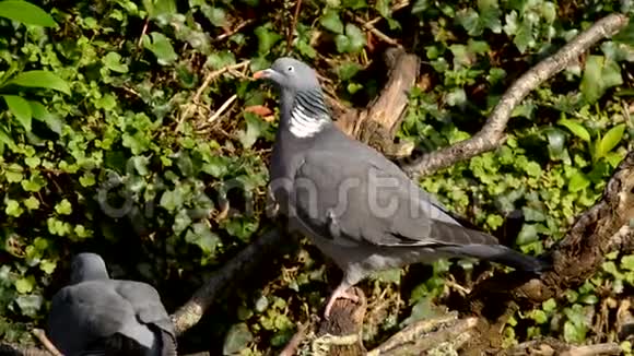 普通木鸽木鸽哥伦比亚棕榈视频的预览图