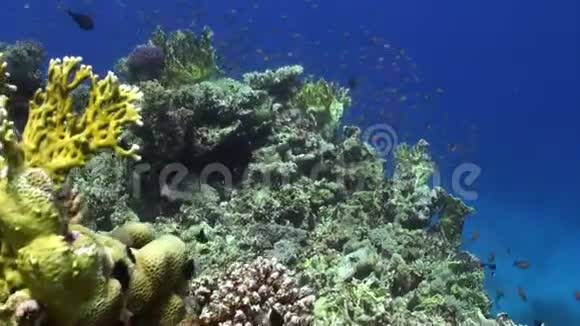 红海海底绿珊瑚礁背景下的鱼群视频的预览图
