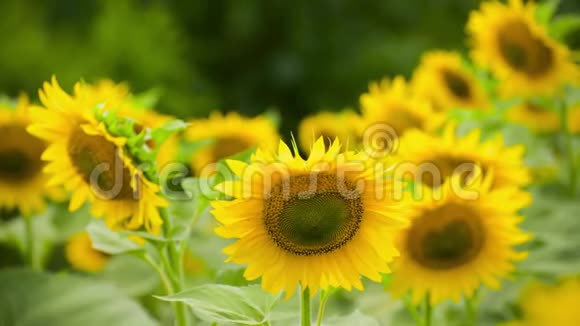 向日葵地鲜艳的黄色花朵美丽的夏季景观视频的预览图