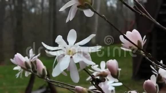 木兰花盛开视频的预览图