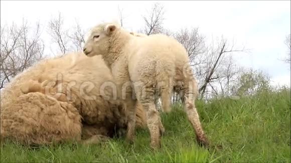 绵羊家族视频的预览图