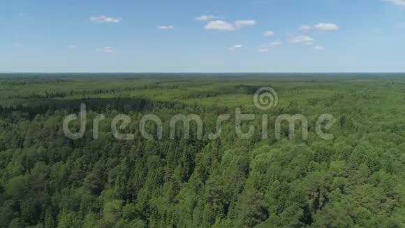 飞越绿色森林视频的预览图
