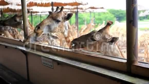 动物园里的长颈鹿曼谷视频的预览图