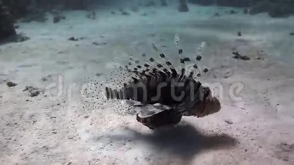 红海海底背景景观沙底蝎子鱼视频的预览图