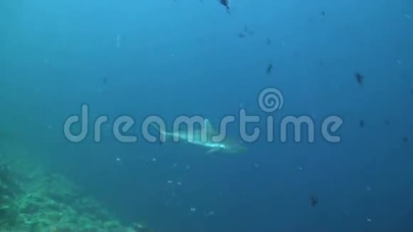 灰礁鲨鱼视频的预览图