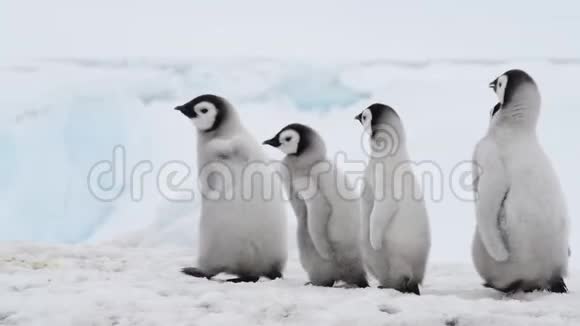 帝企鹅在冰上雏鸟视频的预览图
