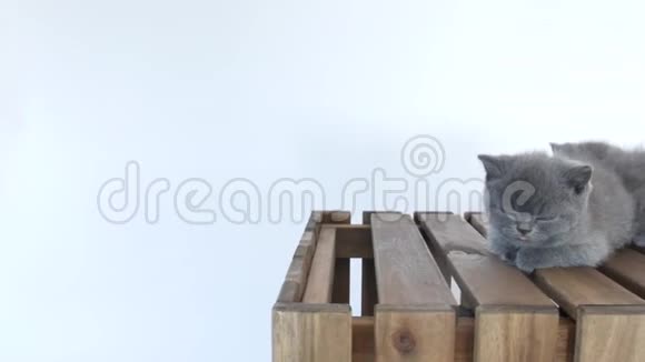 木制背景上小猫的肖像视频的预览图