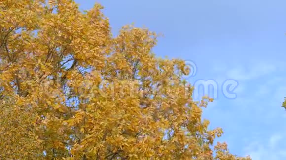 阳光下的枫树树冠视频的预览图