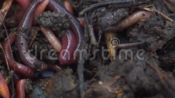 蚯蚓蚯蚓呈群状鱼饵视频的预览图