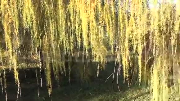 落叶树枝秋视频的预览图