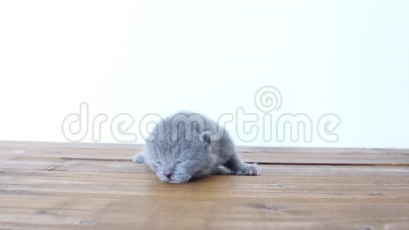 小猫走在木制背景上视频的预览图