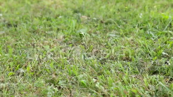兔子在草地上视频的预览图