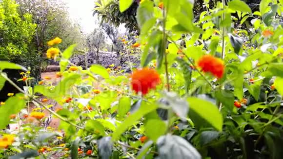 意大利南部花园的宁静生活有黄色红色的花和彩色的蝴蝶视频的预览图