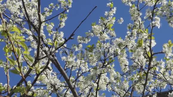 白色的春天盛开的树视频的预览图