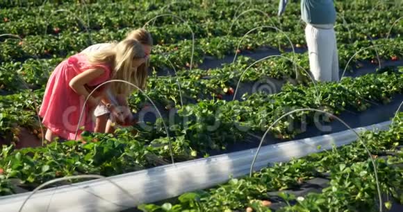 女孩在农场摘草莓4k视频的预览图