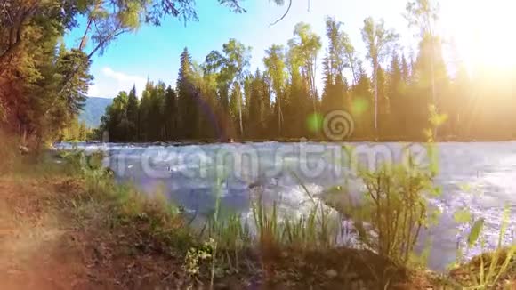 山河岸边的草甸有绿草松树和阳光的景观在机动滑块小车上运动视频的预览图