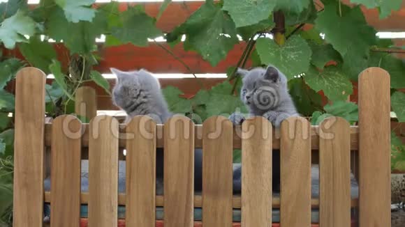 小猫在小木操场上玩耍视频的预览图